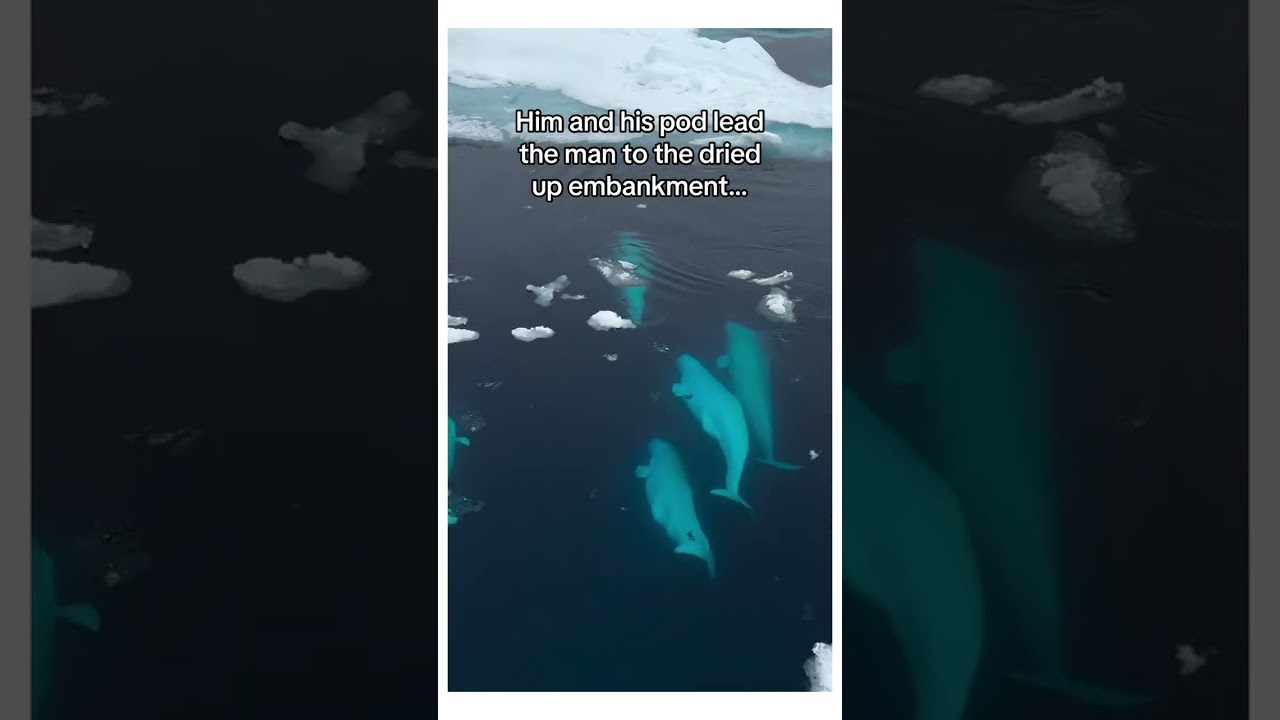 The end ❤️🥹 #animal #wholesome