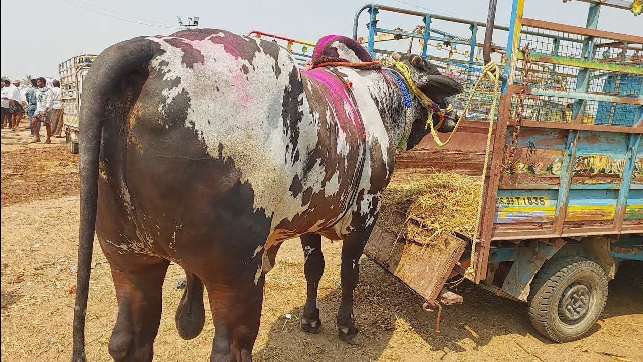 పెబ్బేరు సంతలో భారీ సైజులో ఉన్న నల్లబట్ట ఒంగోలు గిత్త | Biggest Ongole Bull in Pebbair bazaar