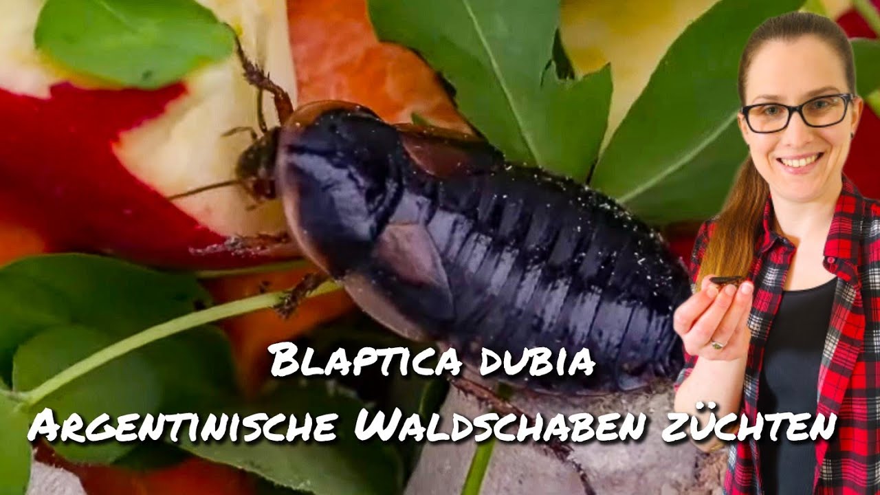 Blaptica dubia - Argentinische Waldschaben züchten