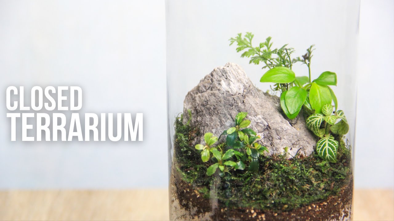 How To Make a Closed Terrarium in a Jar