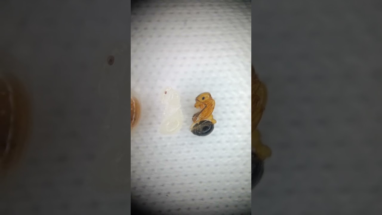 Huevo y pupa de Monomorium Cekalovici.