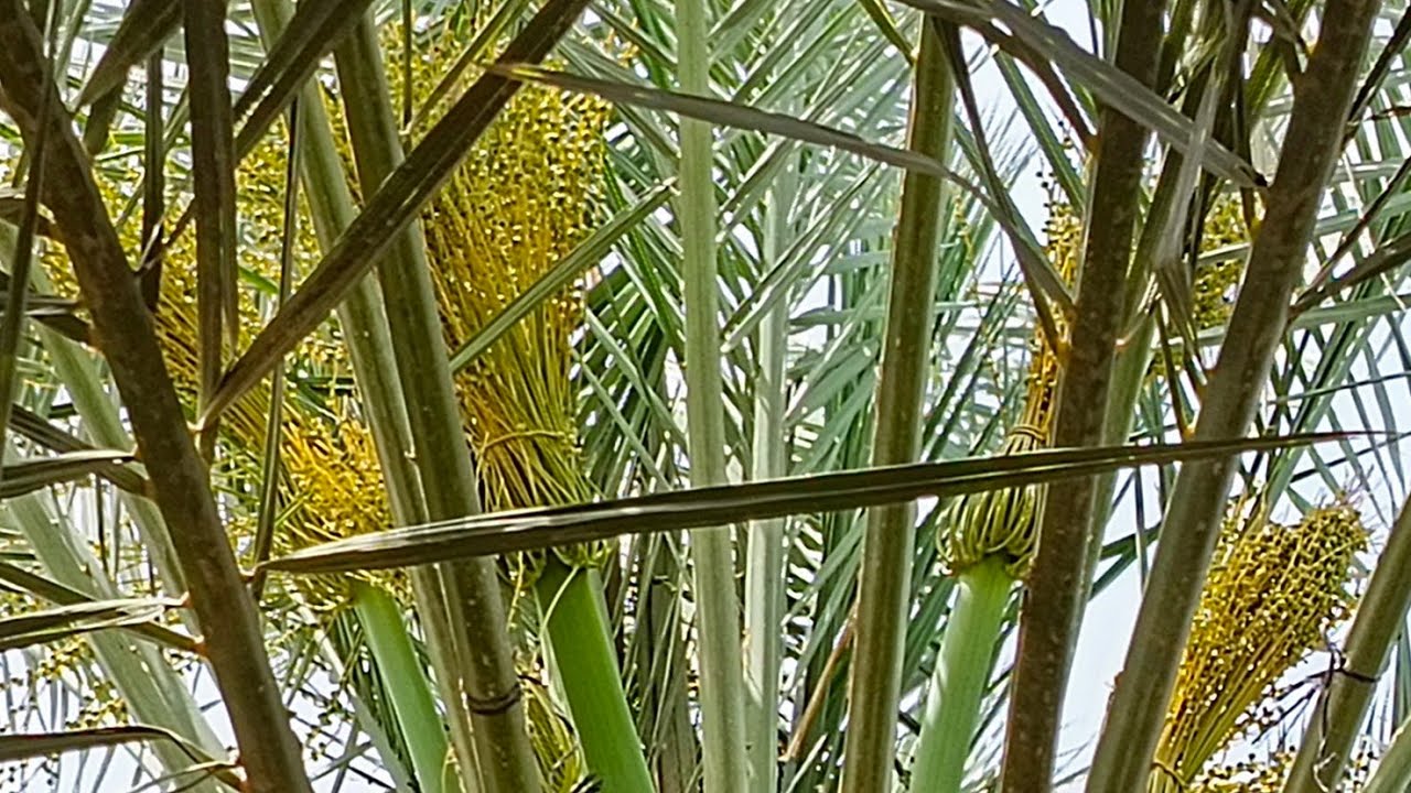 Dates palm