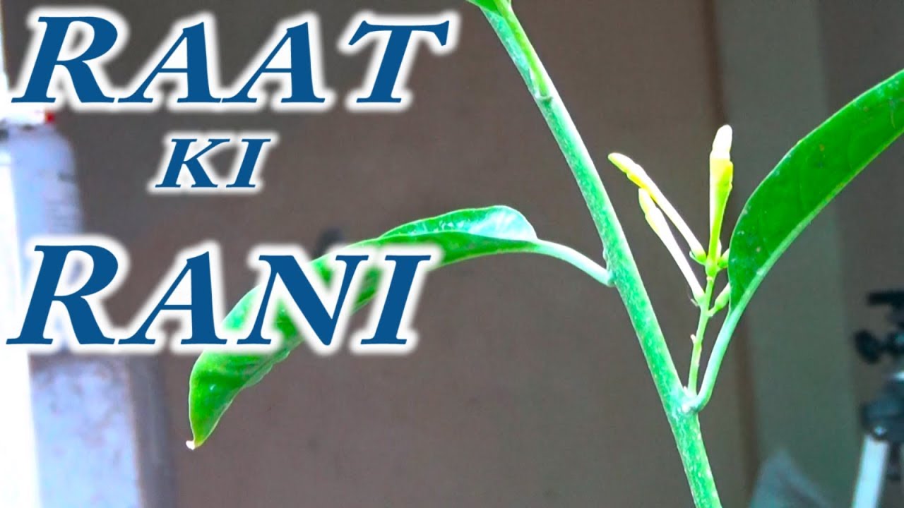 Raat Ki Rani Tips & Care | Summer Season Flowering Time
