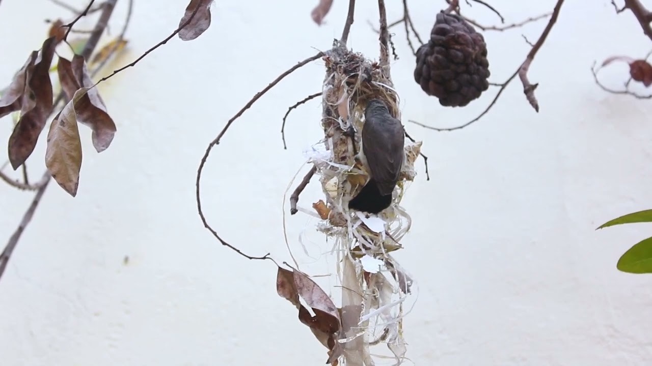 She’s STILL Going! The Endless Sunbird Nest Build 🏗️ #sunbird #nature #birdnest #naturelovers #birds