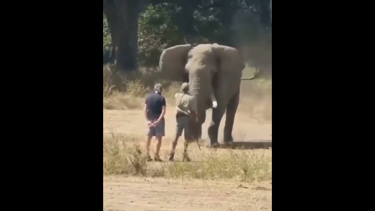 ATAQUE DO GIGANTE ELEFANTE/SELVA AFRICANA  #shorts
