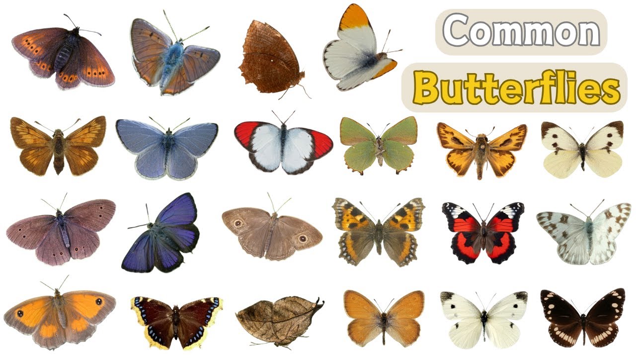 🦋 Butterflies Vocabulary | 100 Species of Butterflies in English with Pictures