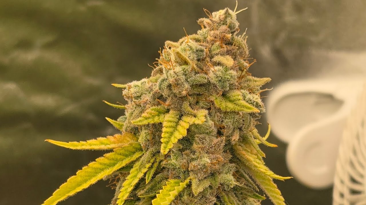 Dulce De Uva 