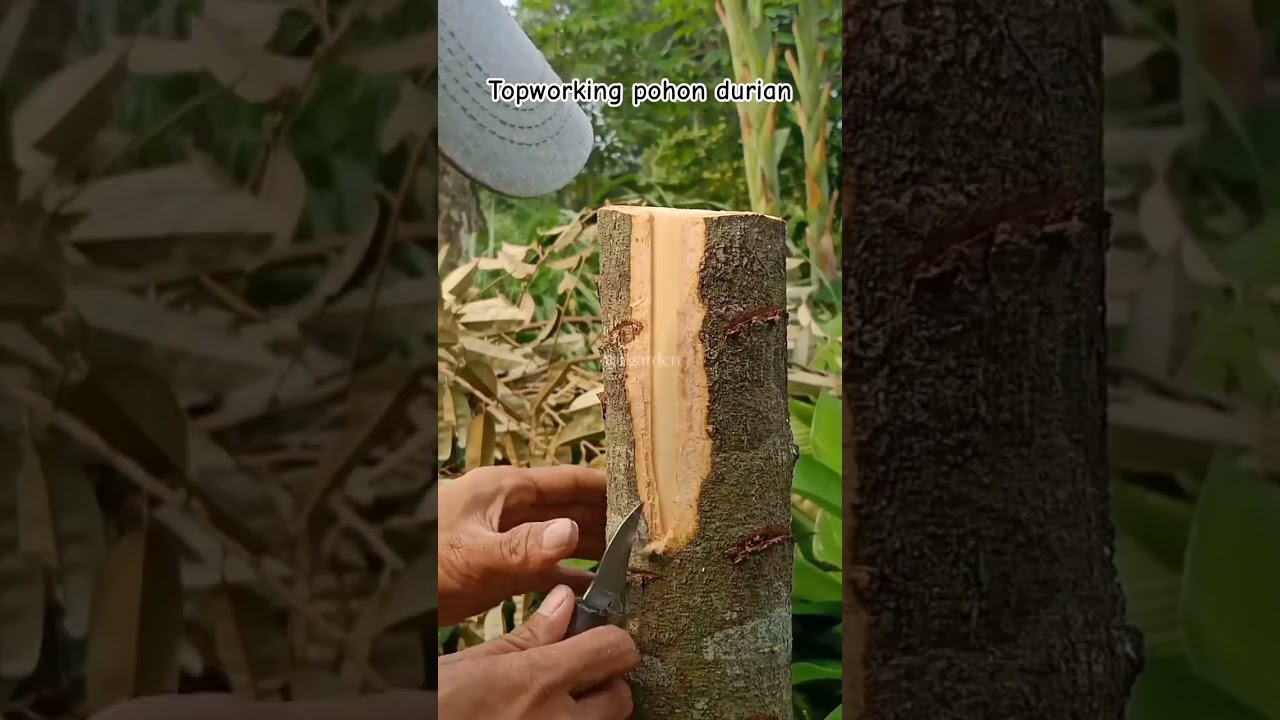 Proses topworking pohon durian dengan teknik sambung susu/sambung gendong #topworkingdurian #shorts