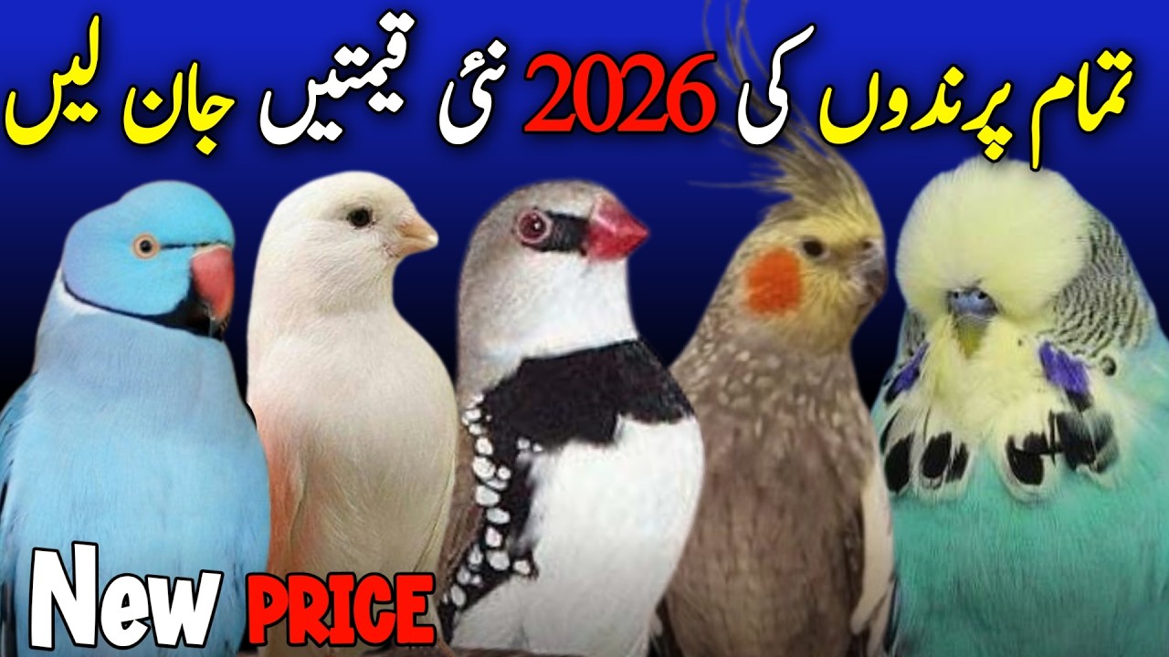 all birds price in pakistan 2026 love bird price 2026 | finches price 2026 | budgies new price 2026