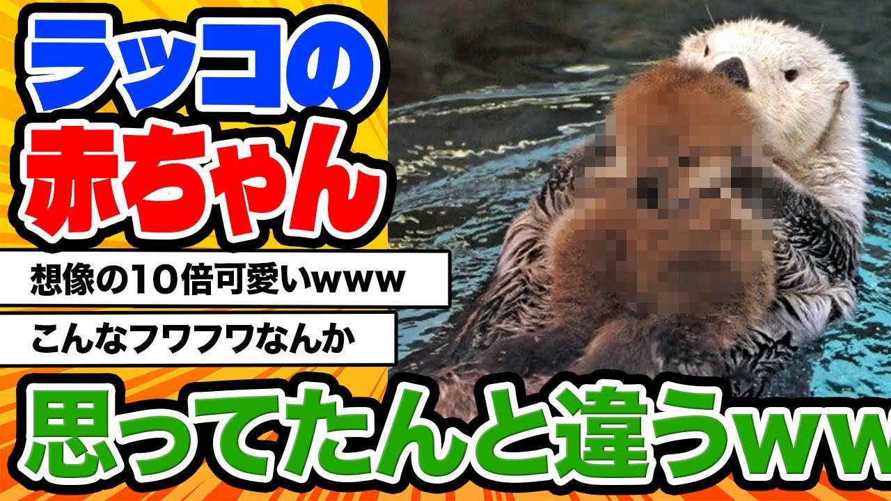 【2ch動物スレ】母親とはぐれたラッコの赤ちゃん。愛する声に気づいた母親がぎゅっと抱きしめ感動の再会