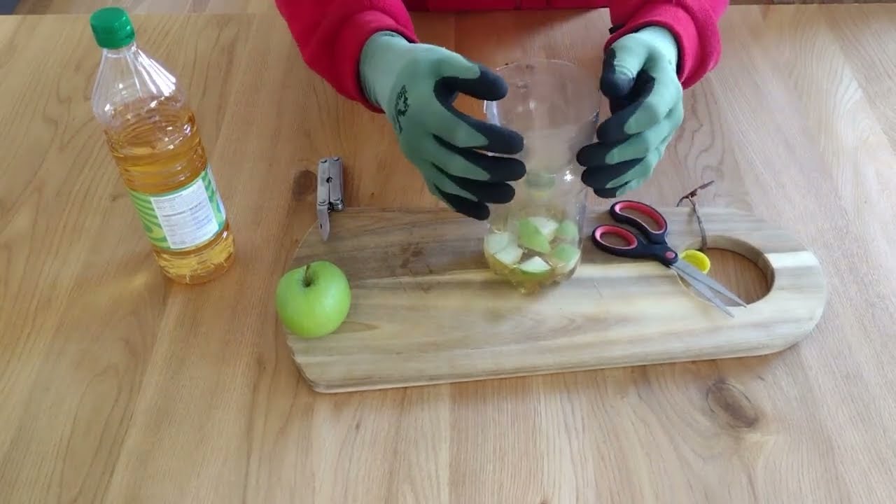 Get rid of fungus gnats | Homemade DIY apple cider vinegar fungus gnat trap | MattMagnusson.com