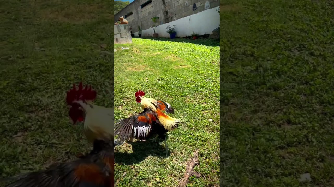 Pelea de gallos.