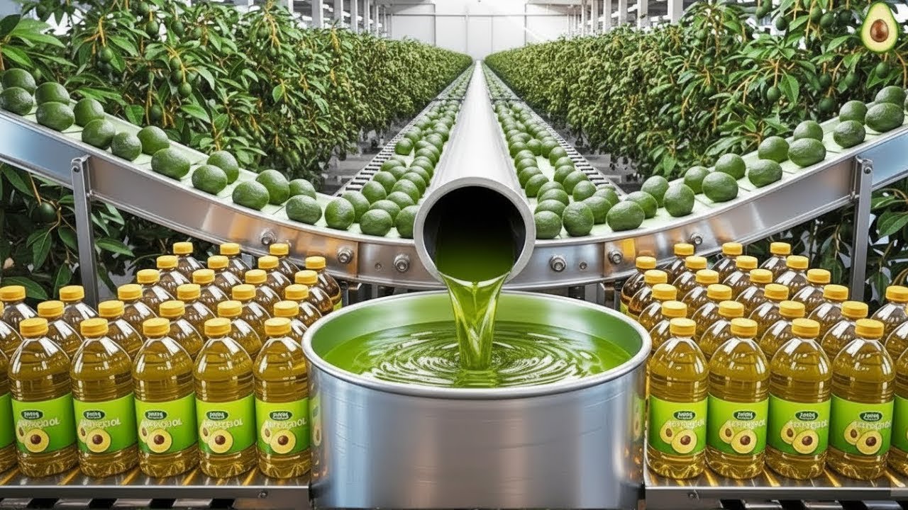 How Avocado Oil Is Made 🥑 | From Fresh Avocados to Bottled Oil | Process Lab