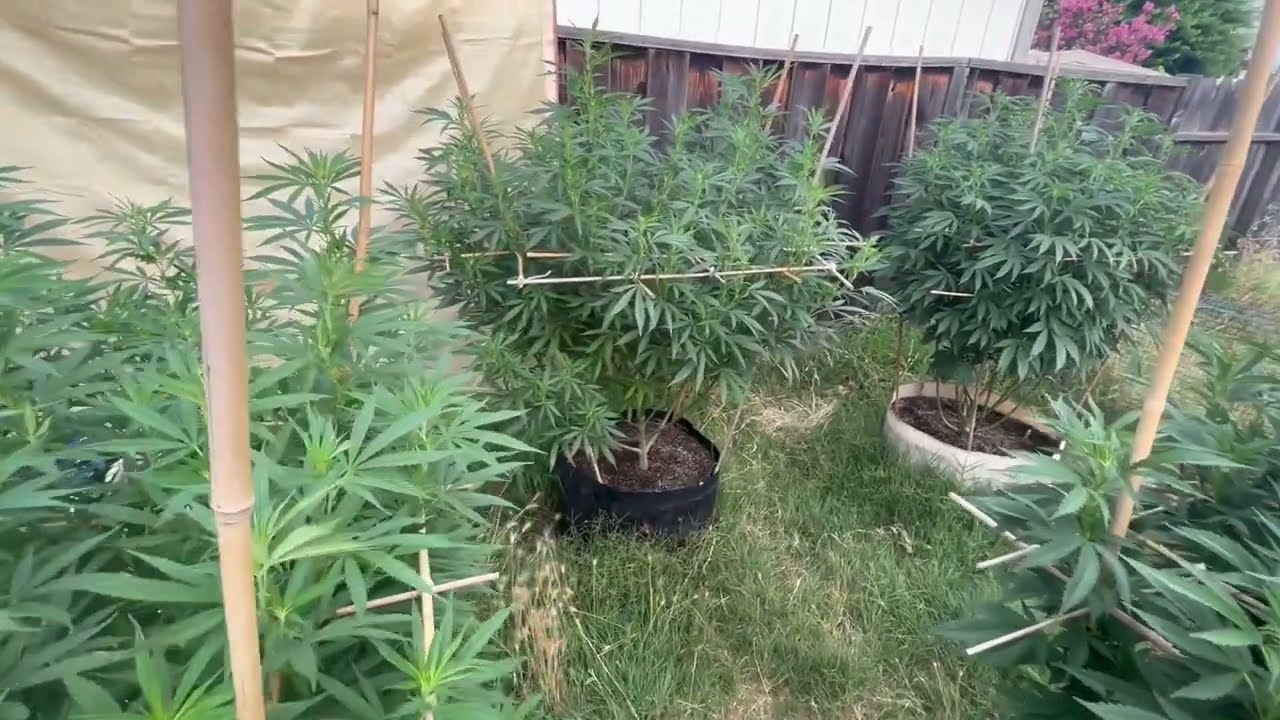Outdoor '24 II Episode 3 - Mid Veg to the Edge of Flower