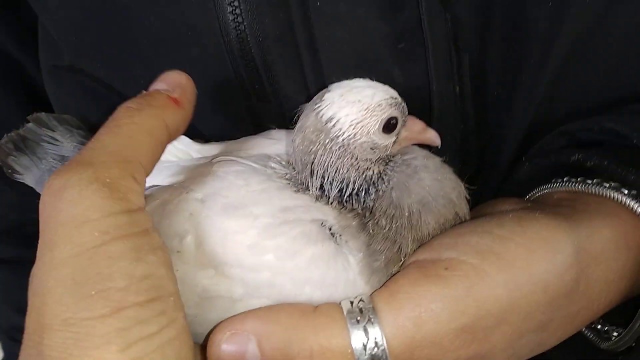 Mosca de la paloma