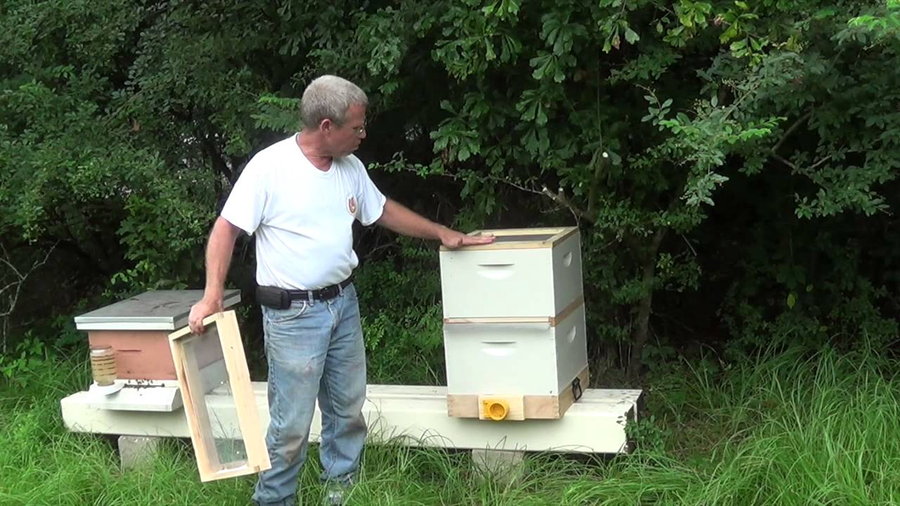 Mr. Ed and the bee vac