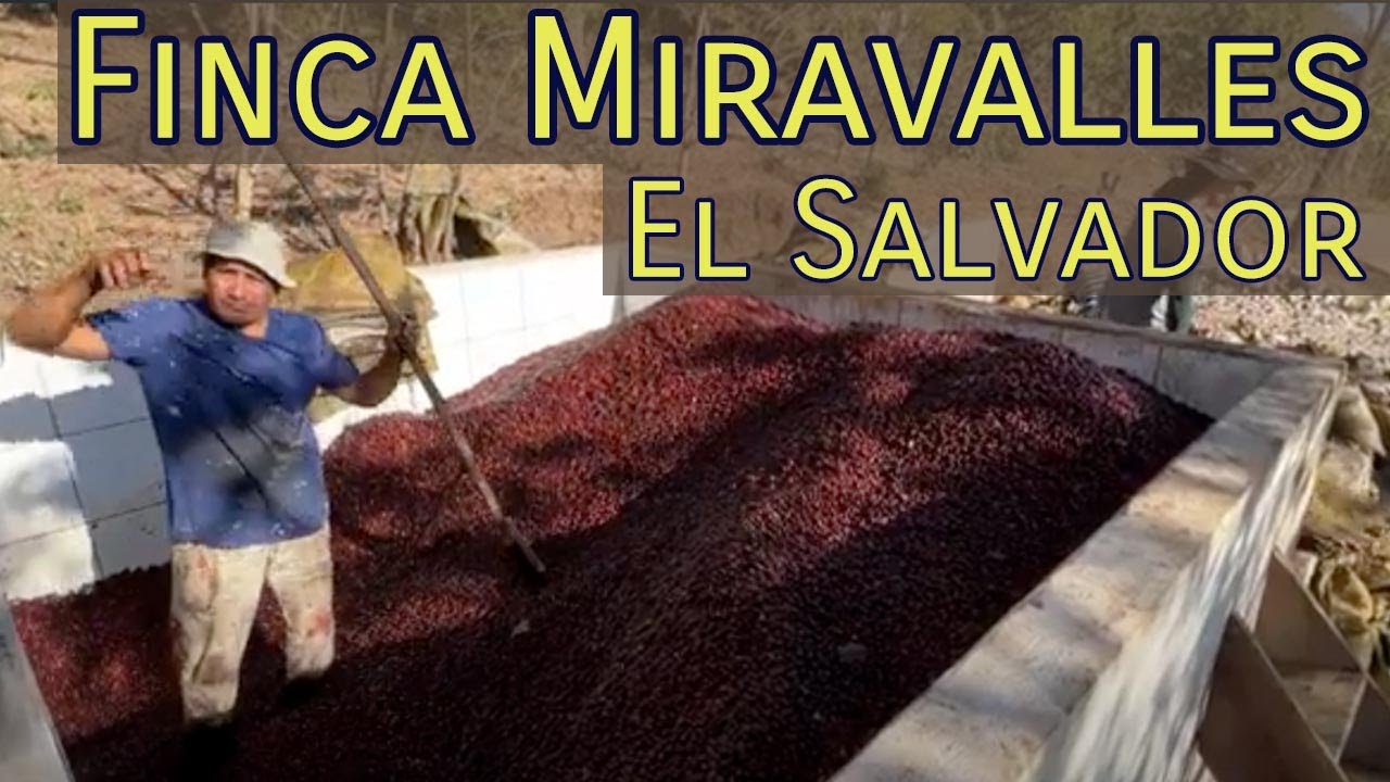 El Salvador: A Tour of Finca Miravalles