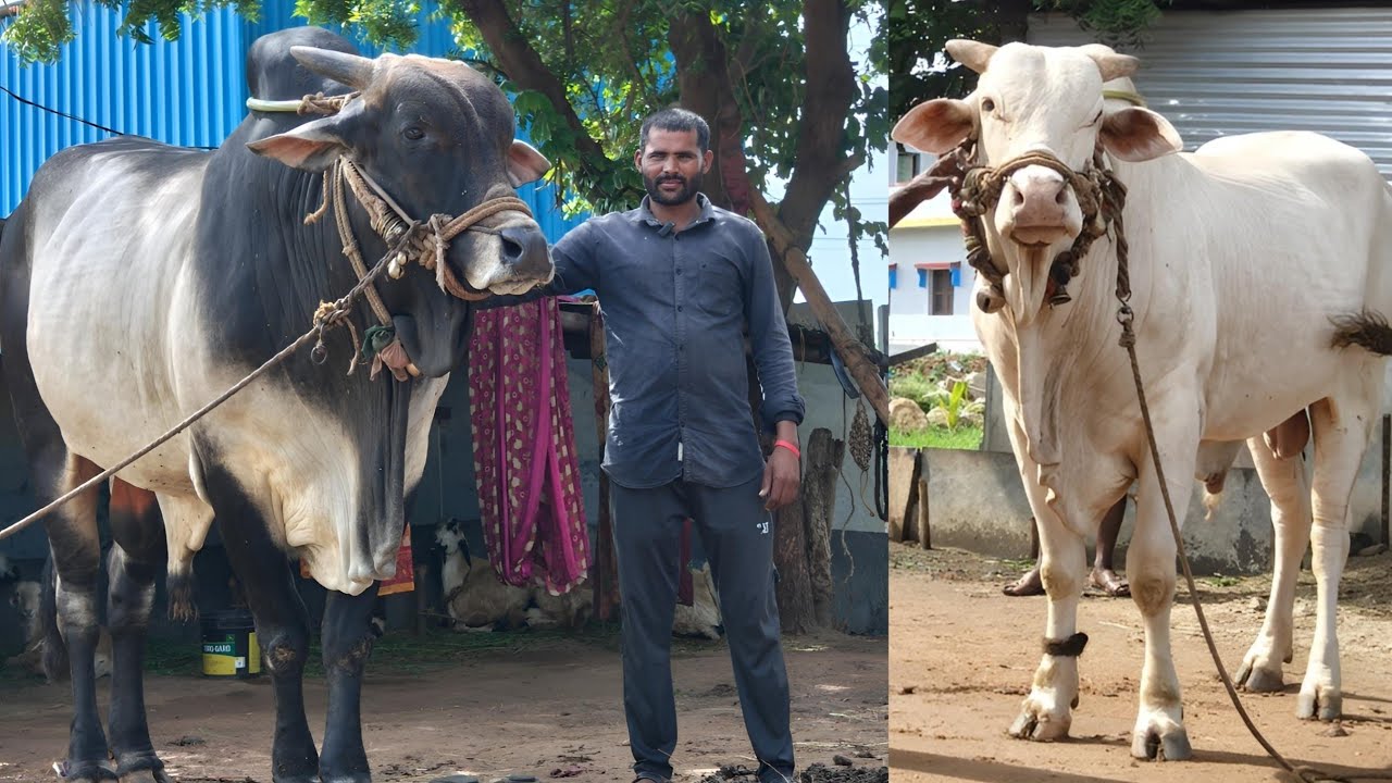 Beautiful Farmer Ongole Bulls Urkundu Village// New Entry Category Ongole Bulls Urukundu Village