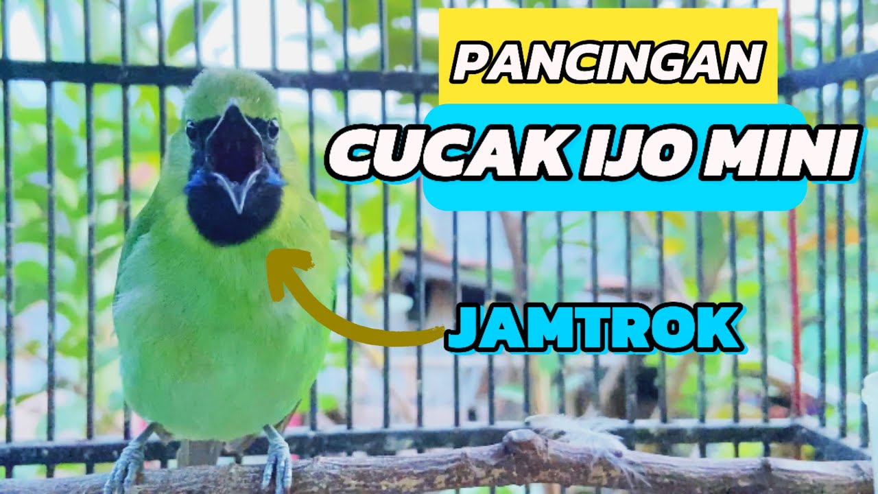 Cucak Ijo Mini - Pancingan Paling Cepat Agar Ijo Mini Bahan Ikut Jamtrok