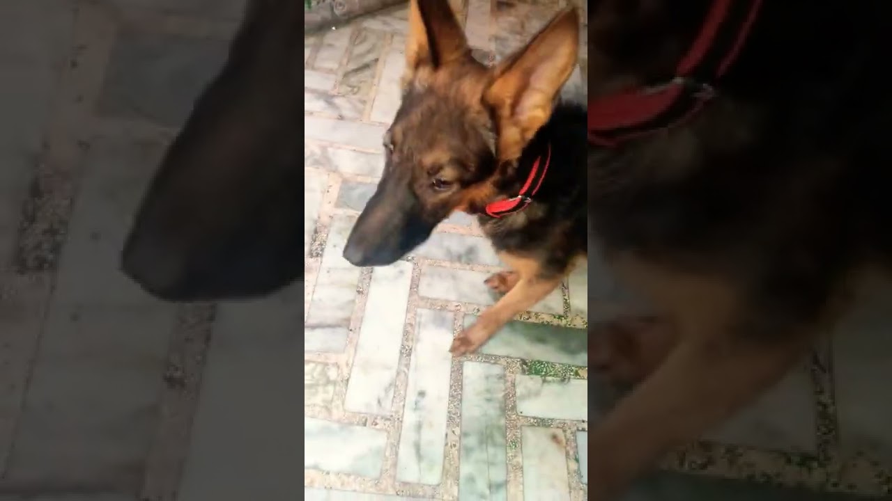 German shepherd || Alpha Life || #happy #viral #subscribe #shorts #like #love #dog #alphalife #gsd