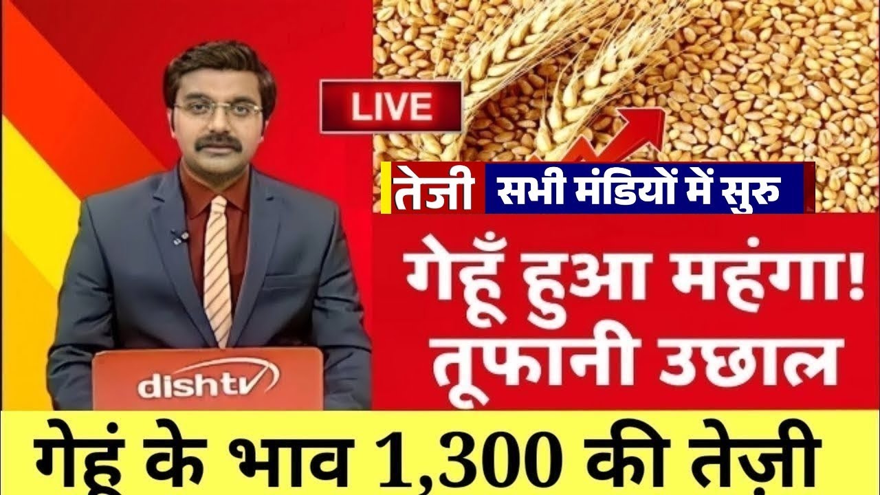 05 मार्च 2026 Gehun Ka Bhav आज का गेहूं का भाव । गेहूं के भाव में आई  आज तेजी । गेहूं का भा1व