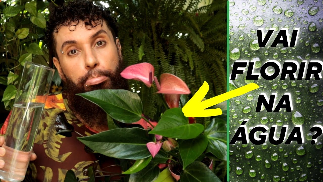 Como cultivar ANTÚRIO EM ÁGUA. Aprenda a bela técnica da HIDROPONIA e CULTIVE TAMBÉM OUTRAS PLANTAS.
