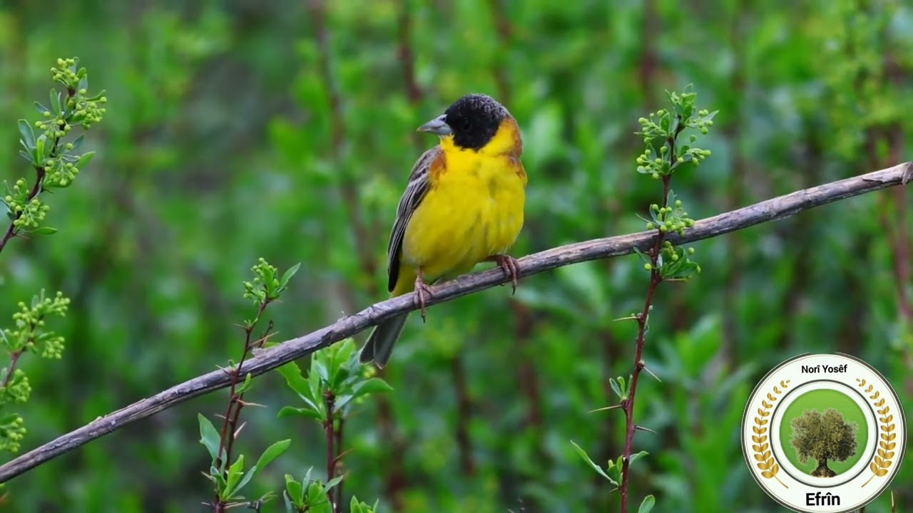 عصفور درسة رأس اسود_karabaşli kuşu black headed _ perzer_مناظر طبيعيةتغريدأجمل الطيوردرسة سوداءالرأس