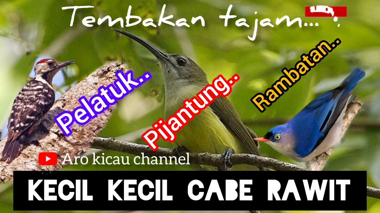 Masteran burung pelatuk#pijantung#rambatan tembakan tajam @arokicau8641