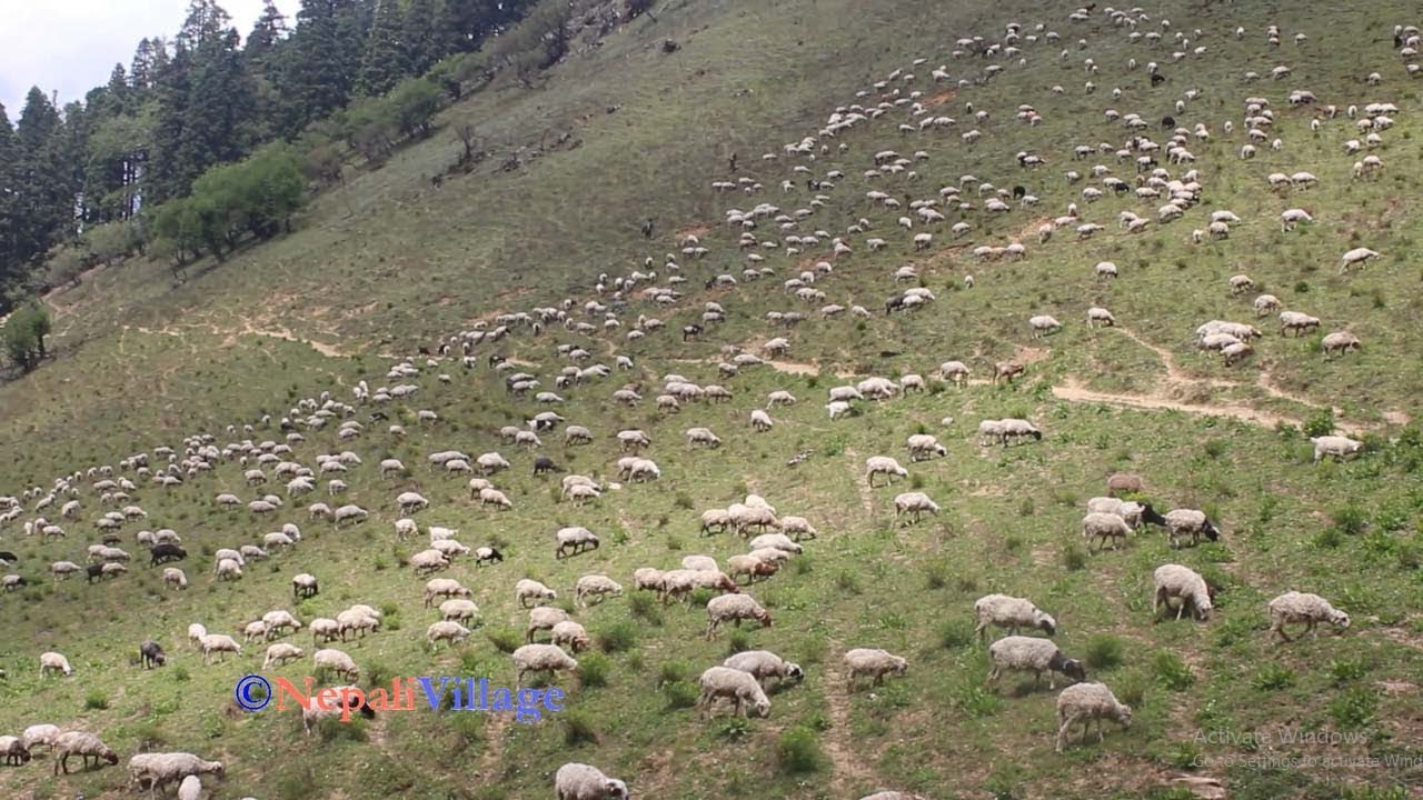 Sheep farm in mountain region of Asian region ll Difficulty shepherd primitive life