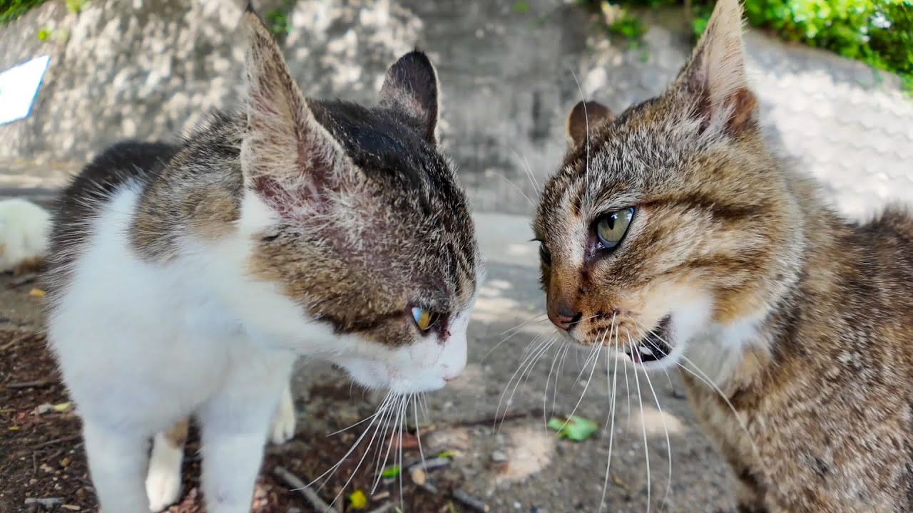 【猫バトル】山猫軍vs港猫連合、抗争勃発【猫なのに抗争がガチすぎる】