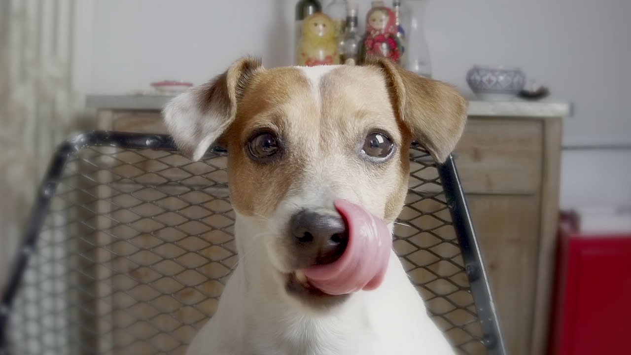 Le Polpette di Margot🐶...Snack veloce e gustoso per il tuo cane!