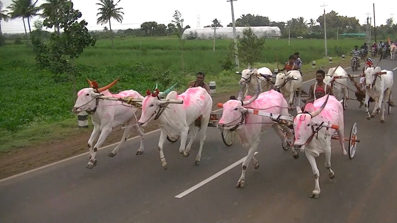 BullCart Race Jodatti.bailgadi sharyat