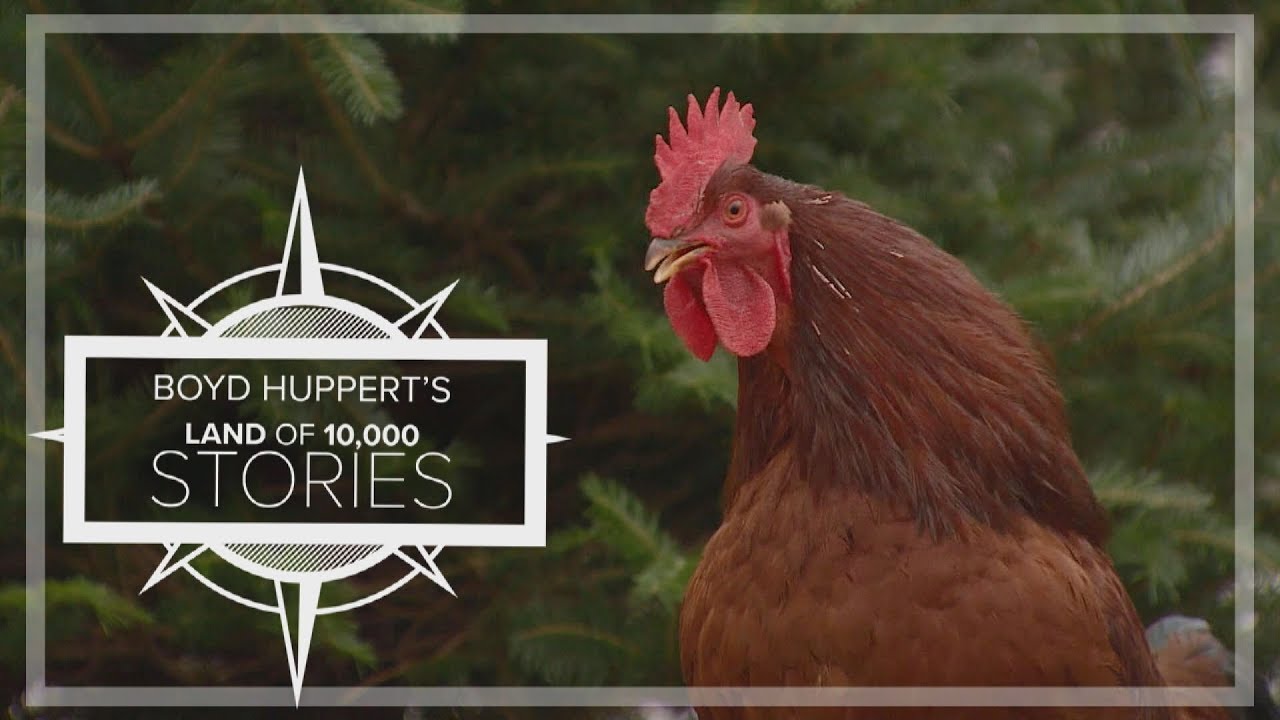 Land of 10,000 Stories:  Rooster finds home at MN Christmas tree lot (2016)
