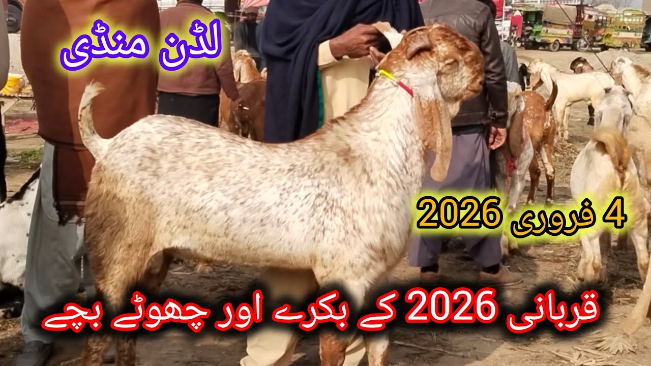 لڈن بکرا منڈی بڑے بریڈر بکرے قربانی 2026 کے بکرے اور کم قیمت پر احمد اینیمل فارم 03045896486