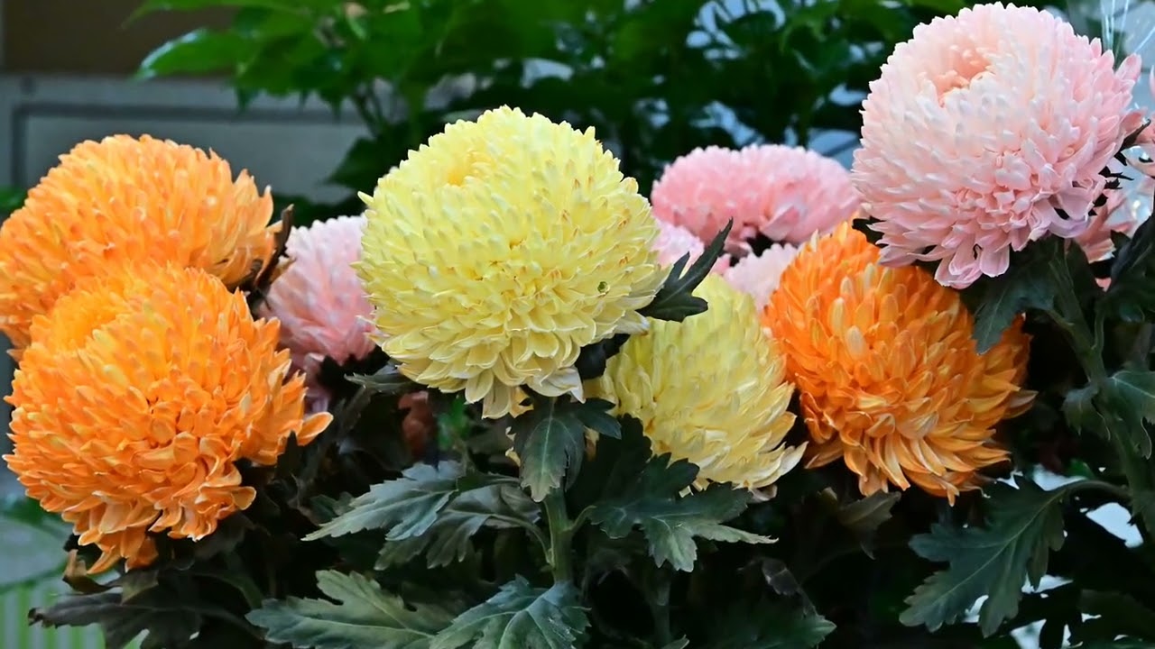 [솔향기] aT 꽃마을 - 2편 #photo