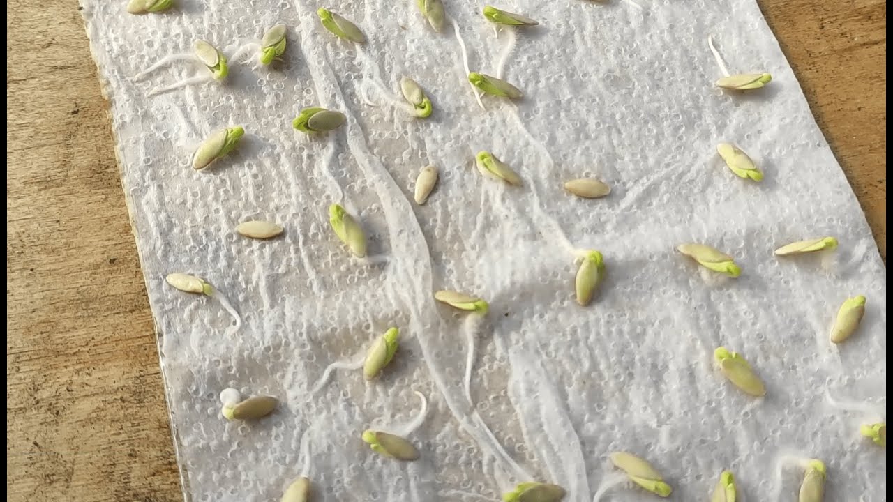 Siew ogórków, cukinii i dyni na rozsadę