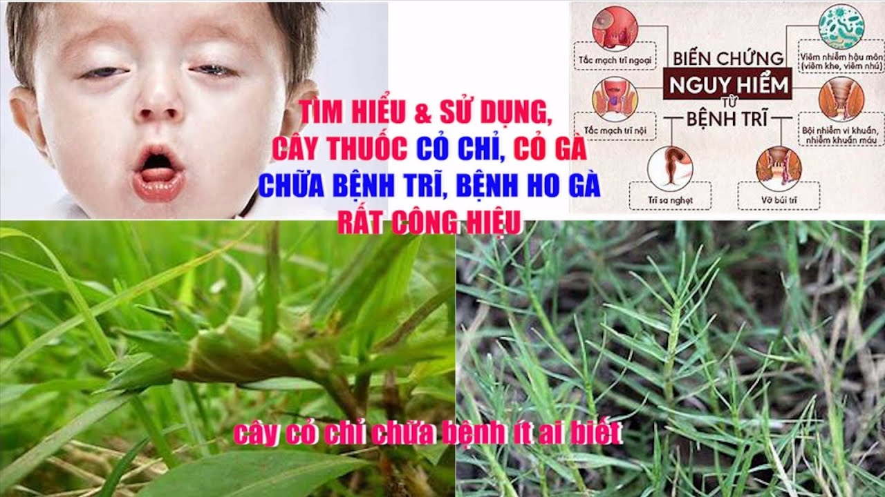 C&acirc;y Cỏ Chỉ Chữa Bệnh G&igrave; | C&acirc;y Cỏ G&agrave; Chữa Bệnh Trĩ