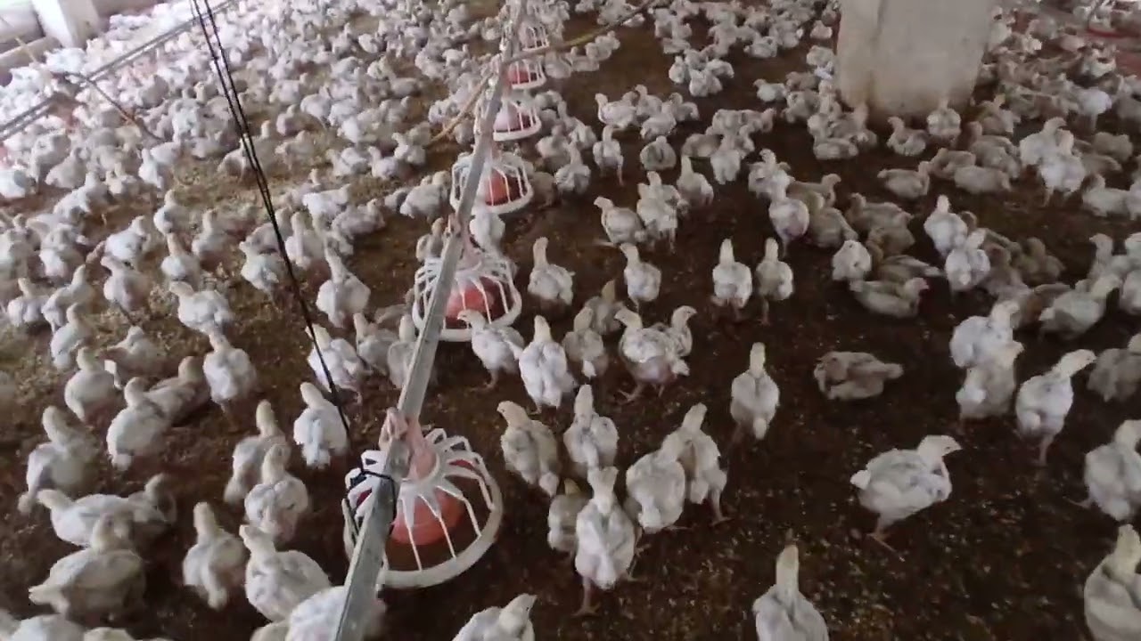 Asif poultry fom 