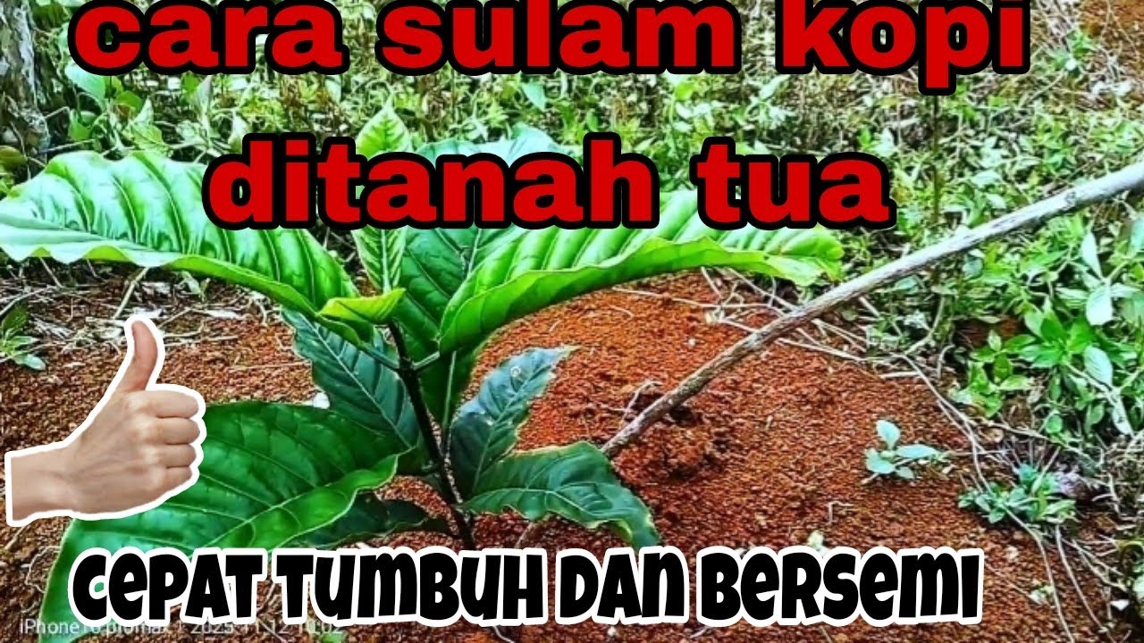 Cara tanam kopi di tanah yang sudah tua atau yang tandus agar cepat bersemi @Robustachannel#kopi 