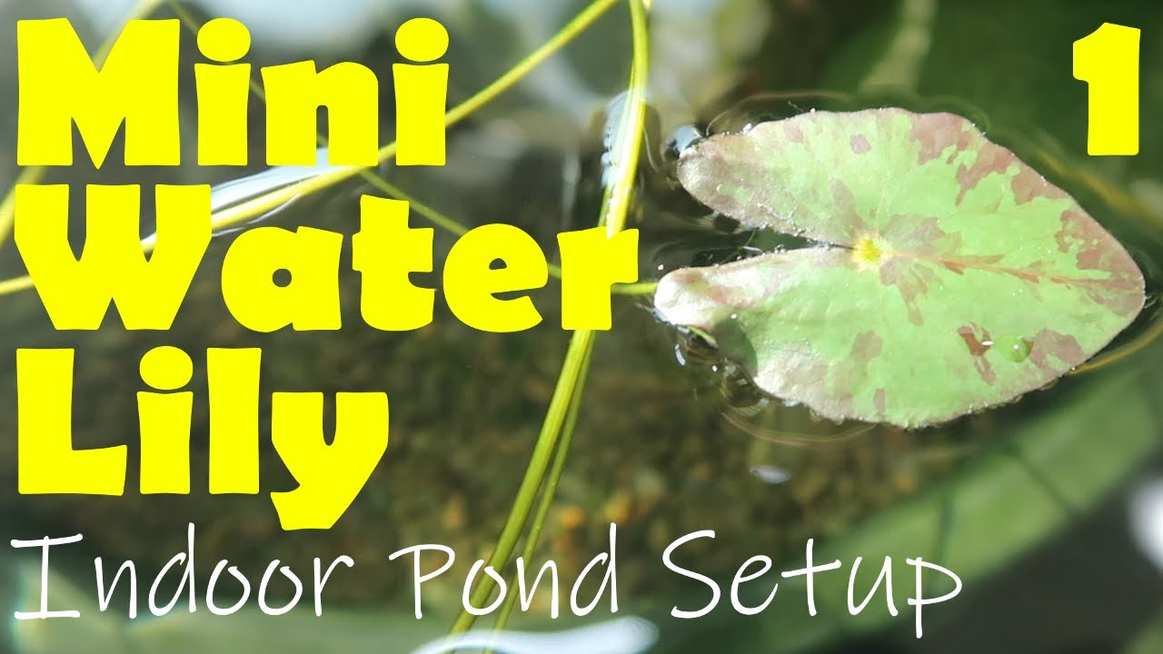 Hardy Semi-Miniature Water Lily (Nymphaea) | Part 1: Indoor Pond Setup