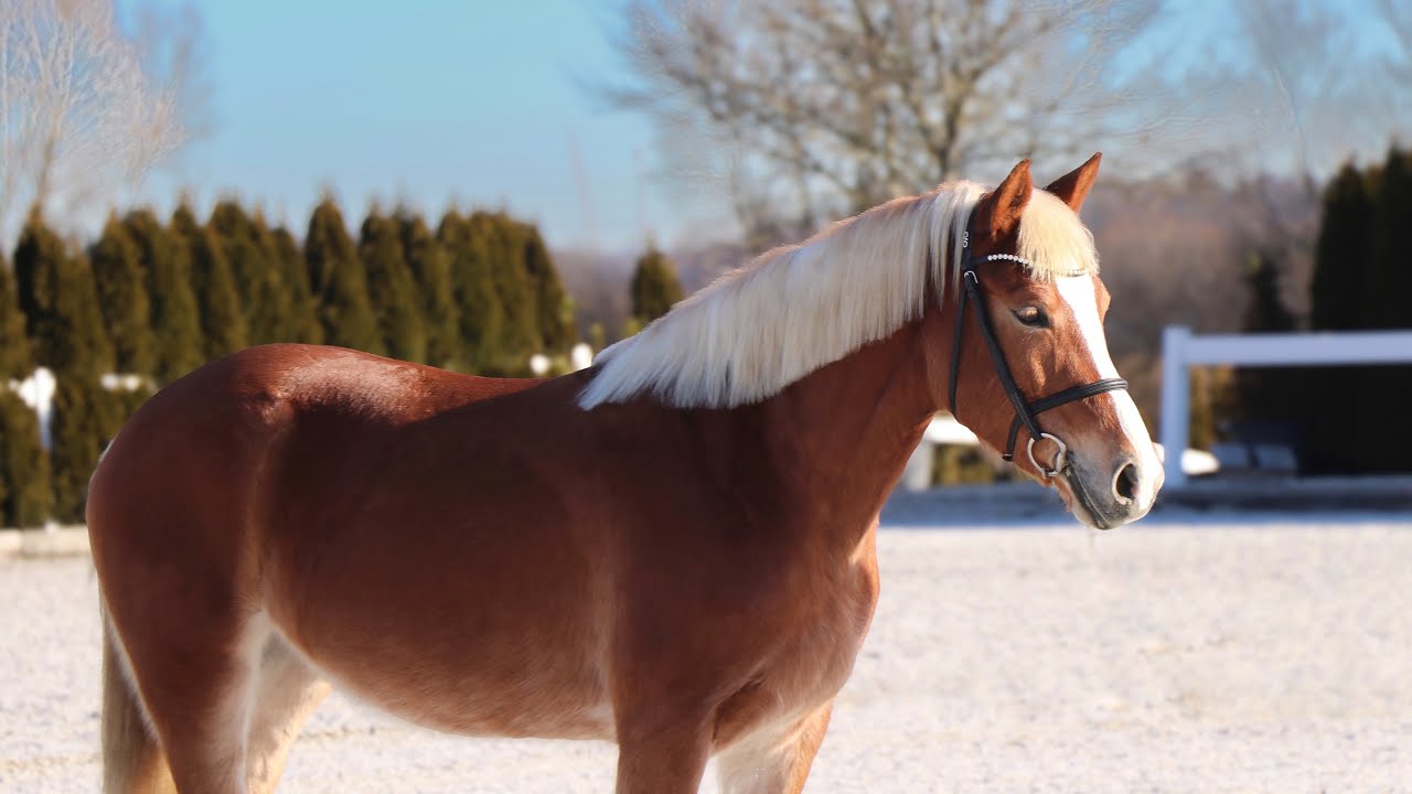 *2018 Haflinger Stute, Sporthaflinger SOLD