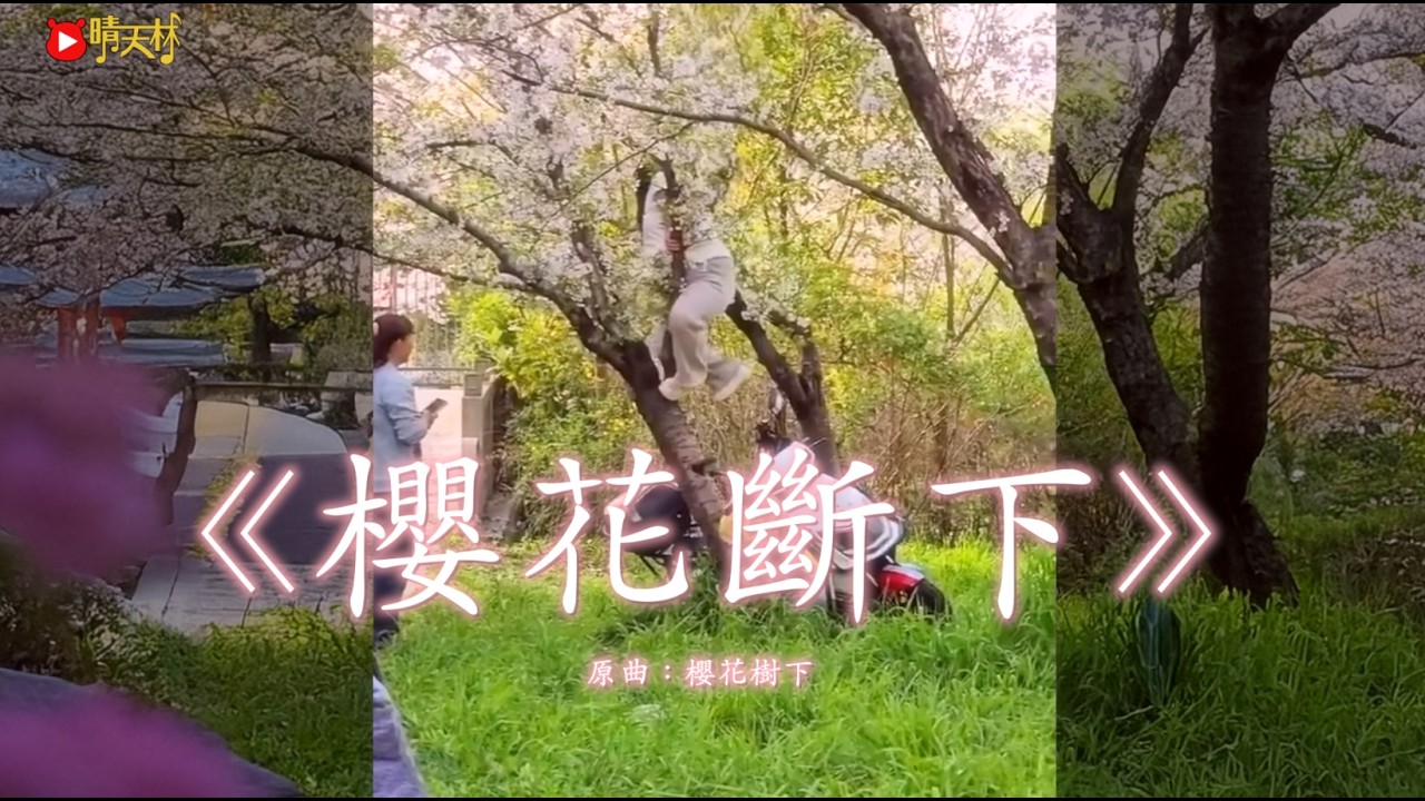 《櫻花斷下》晴天林｜上海缺德女為「打卡」爬櫻花樹連根壓斷（原曲：櫻花樹下 - 張敬軒）