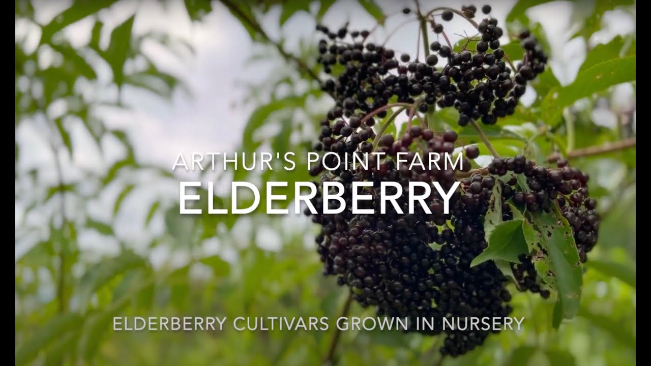 What elderberry varieties are the best? Top elderberry cultivars for quality fruit production.