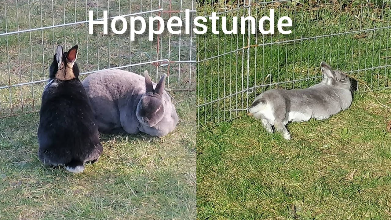 Hoppelstunde #2 mit Sissi, Maggie und Josie [Lea's Kaninchen Paradies]