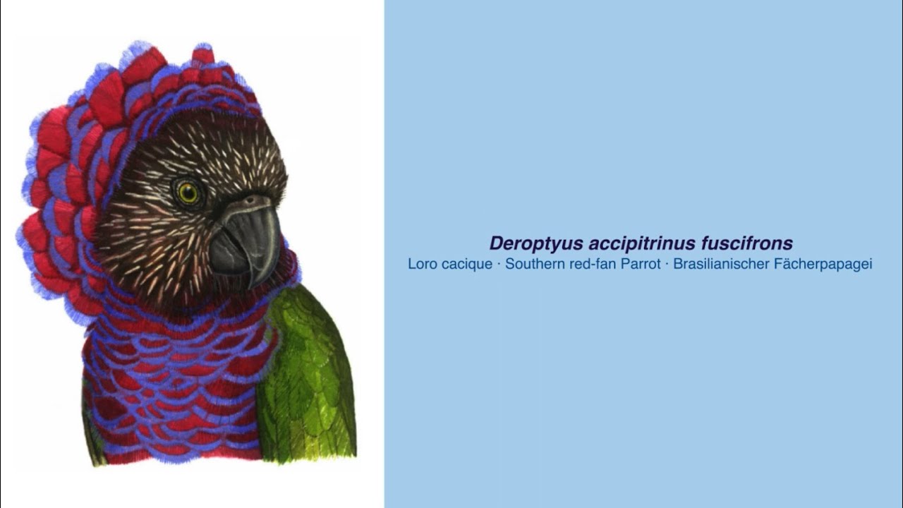 Video Encyclopedia of Parrot Species - #324  Deroptyus accipitrinus fuscifrons Loro