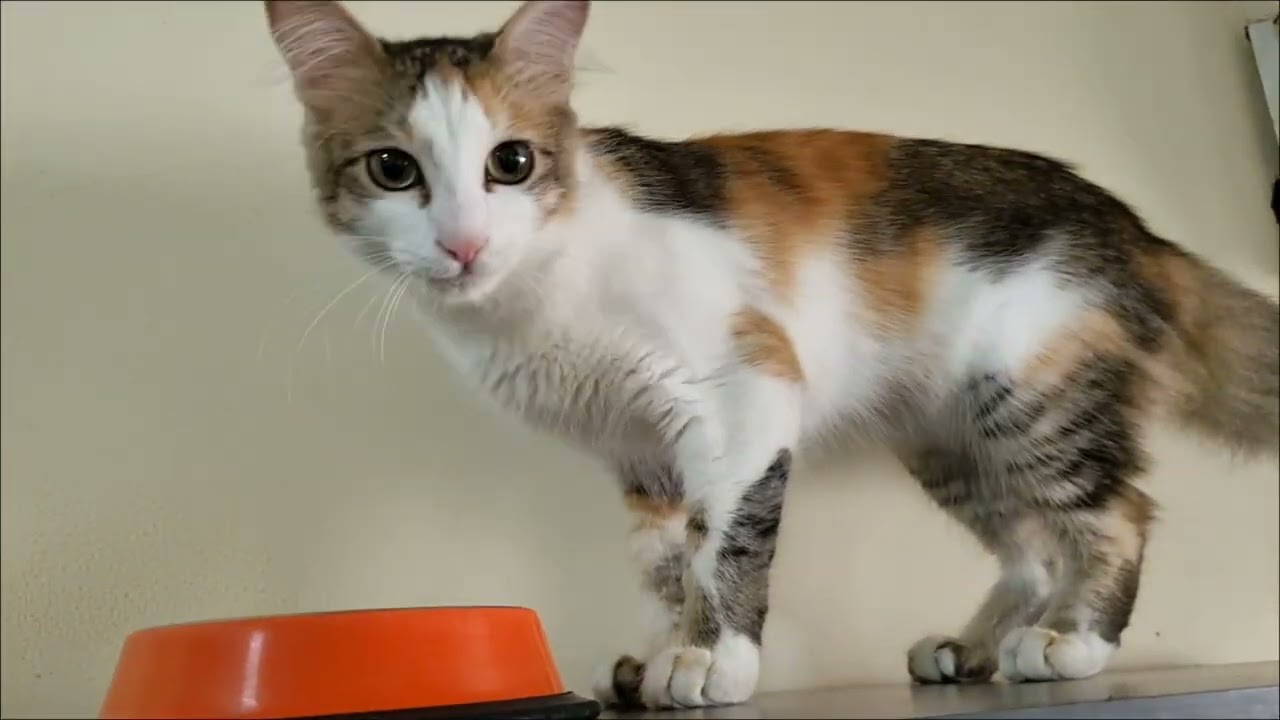 Calico guest cat Oreo's 1st stay moments ❤️  #catvideos #calicocat 