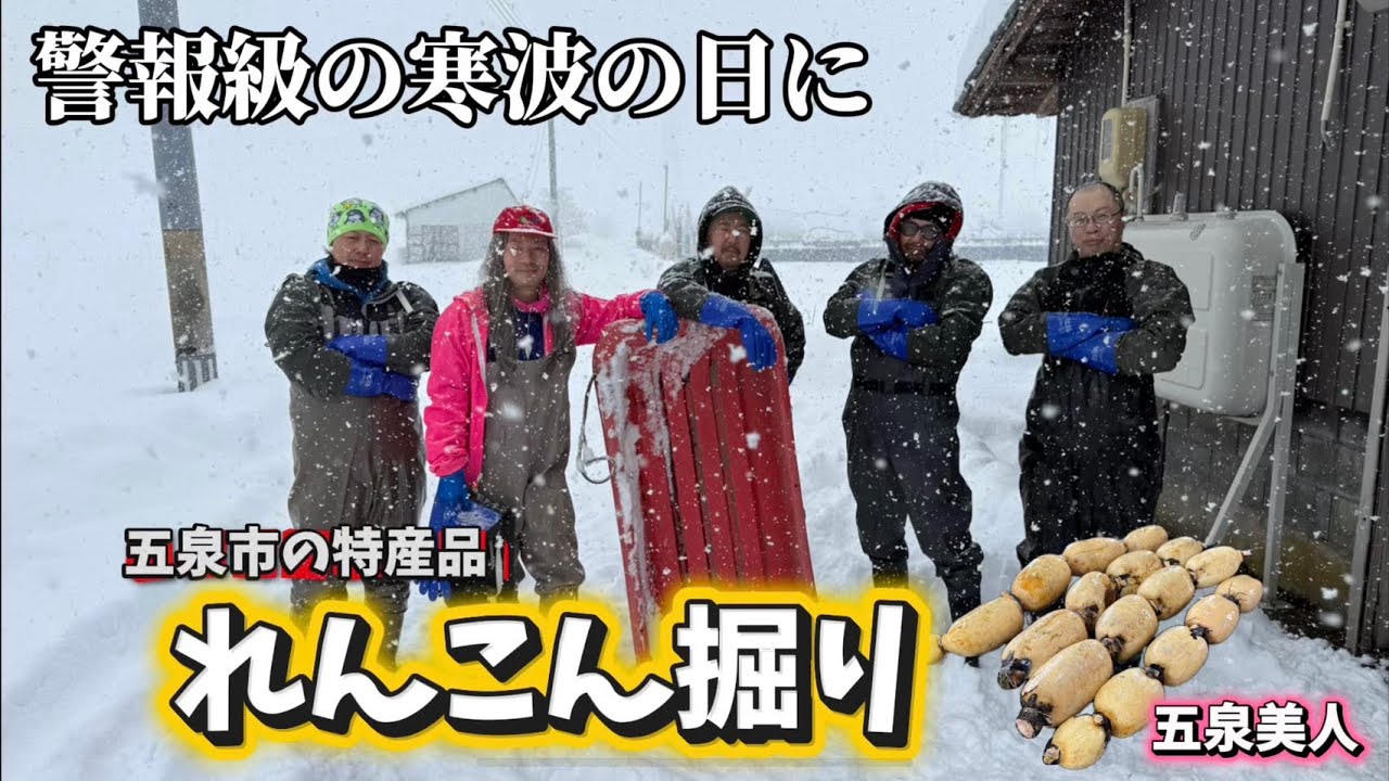 大雪の中【れんこん掘り】五泉の特産『五泉美人』を掘りあてろ！