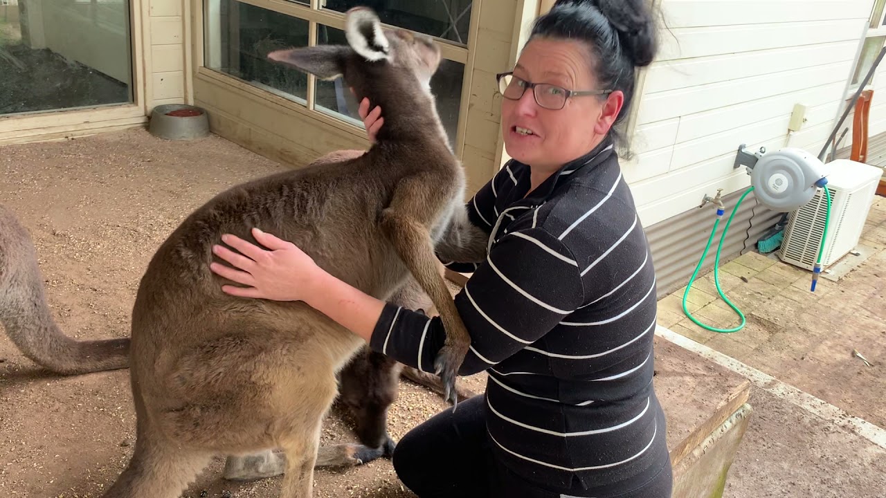 Loving Kangaroo just loves to have cuddles at Pumpkins Patch Kangaroo Sanctuary