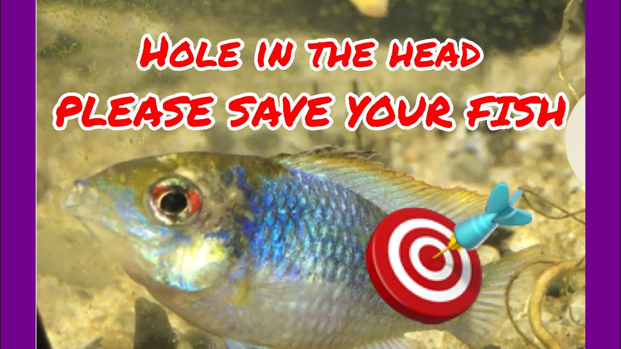 Victim of Blood Worms Hexamita Hole in the Head !