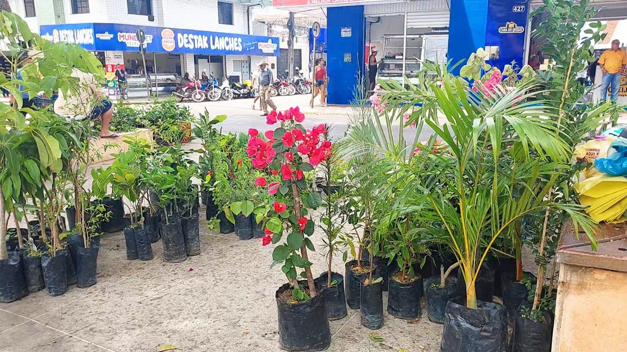 FEIRA LIVRE DAS FLORES E PLANTAS EM SÃO BENEDITO CEARÁ 